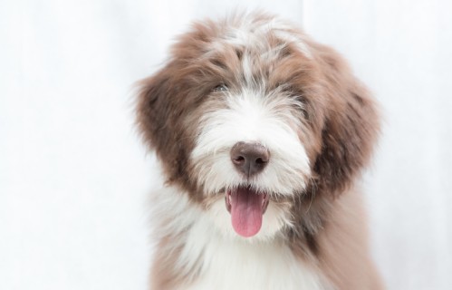 牧羊犬小狗4K壁纸