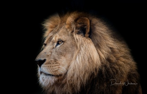 森林之王,野兽,狮子4K高清壁纸