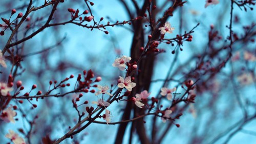 鸟语花香,樱花,花朵高清壁纸