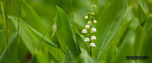 绿色护眼铃兰花3440x1440带鱼屏壁纸
