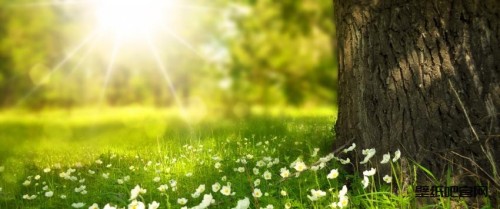 阳光树林草地鲜花3440x1440壁纸