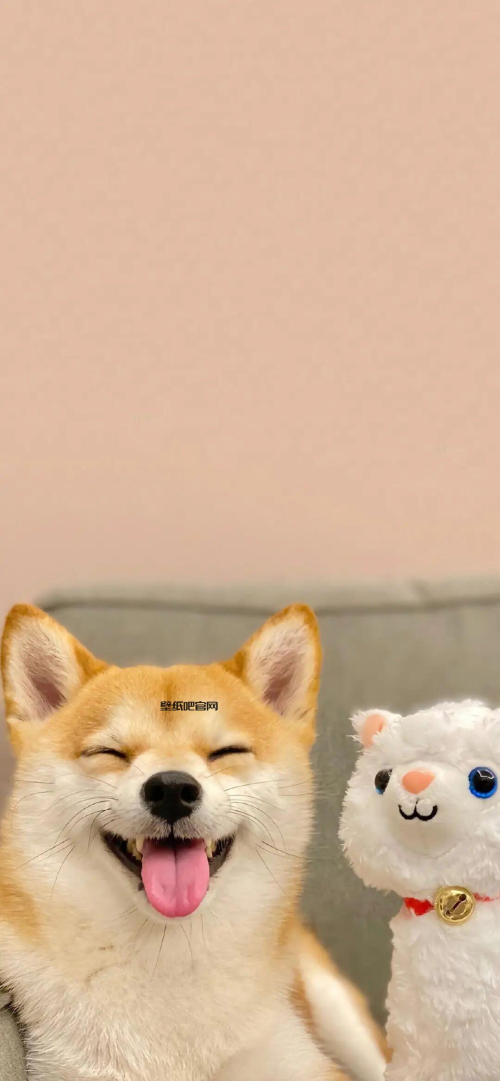 柴犬狗狗可爱高清壁纸