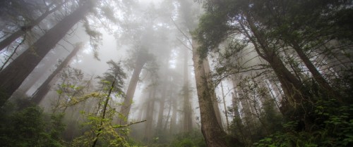 红木风景3440x1440壁纸