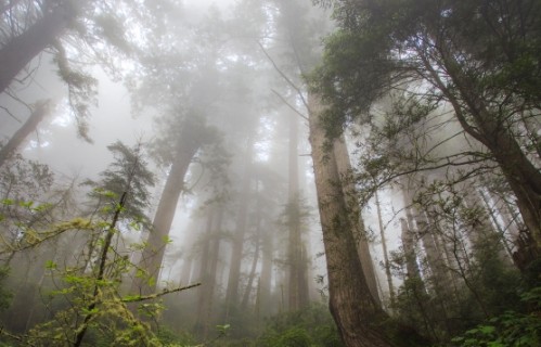 红木风景3440x1440壁纸
