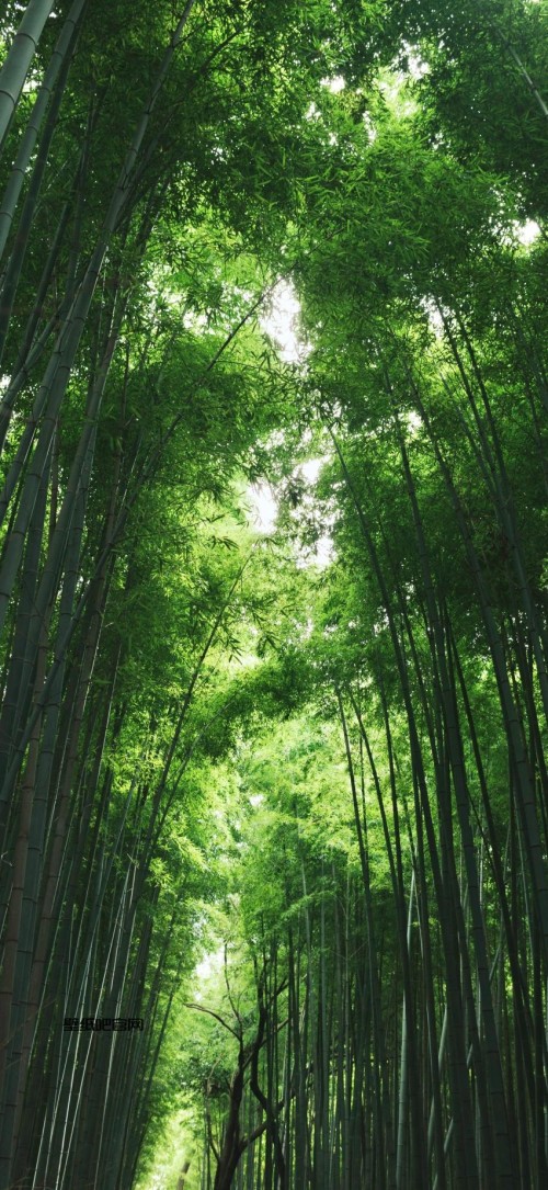 绿色竹林竹海风景4k高清手机壁纸护眼