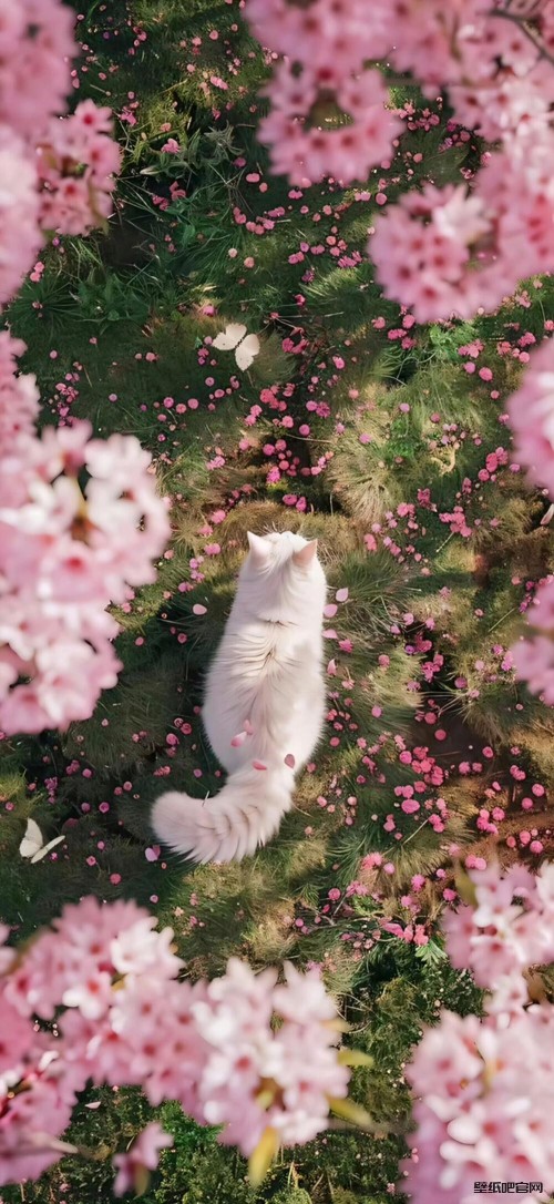 乱花丛中一直可爱小猫高清壁纸